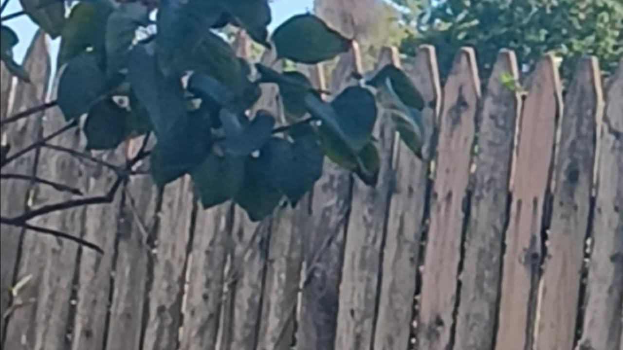 Squirrel eating