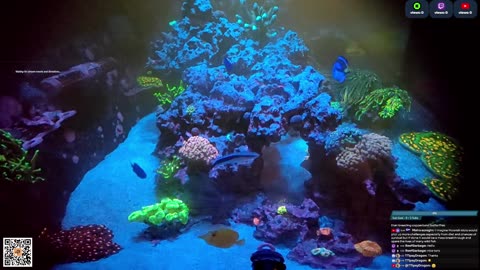 24/7 Real Live Reef Stream
