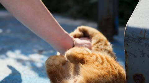 This adorable guy really likes having his stomach stroked! 🐾