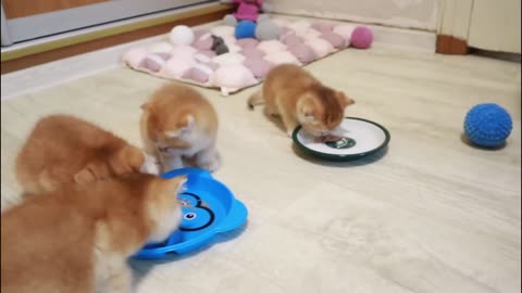 CUTE CAT AND KITTEN MEOWING #2