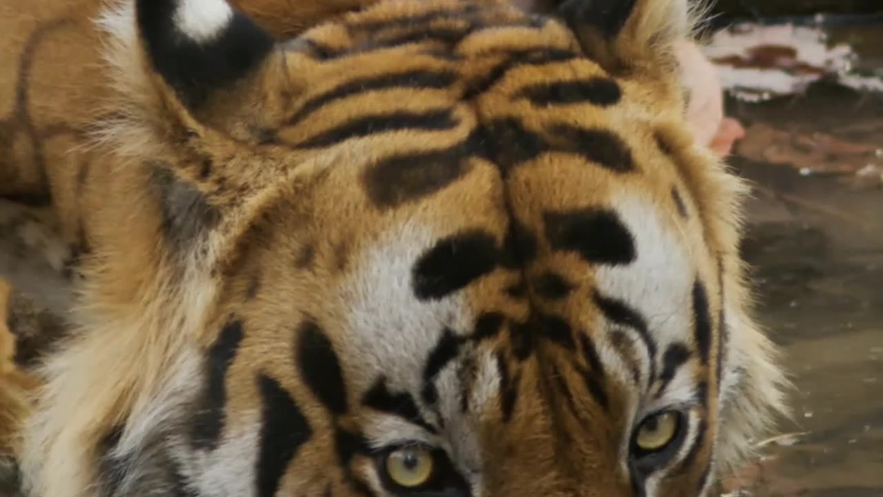 Animals videos || tiger videos