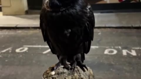 Black owl