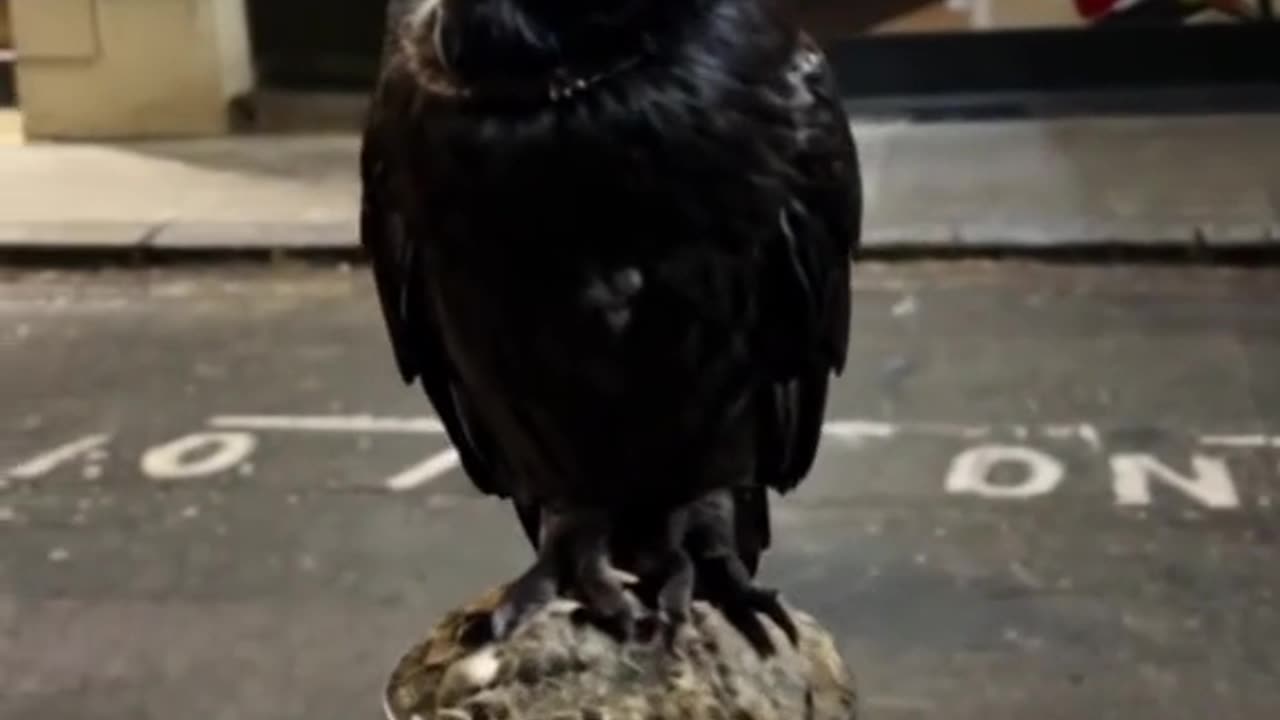 Black owl