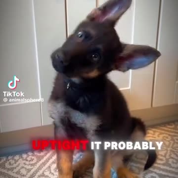 GSD's! BEST dogs on the planet