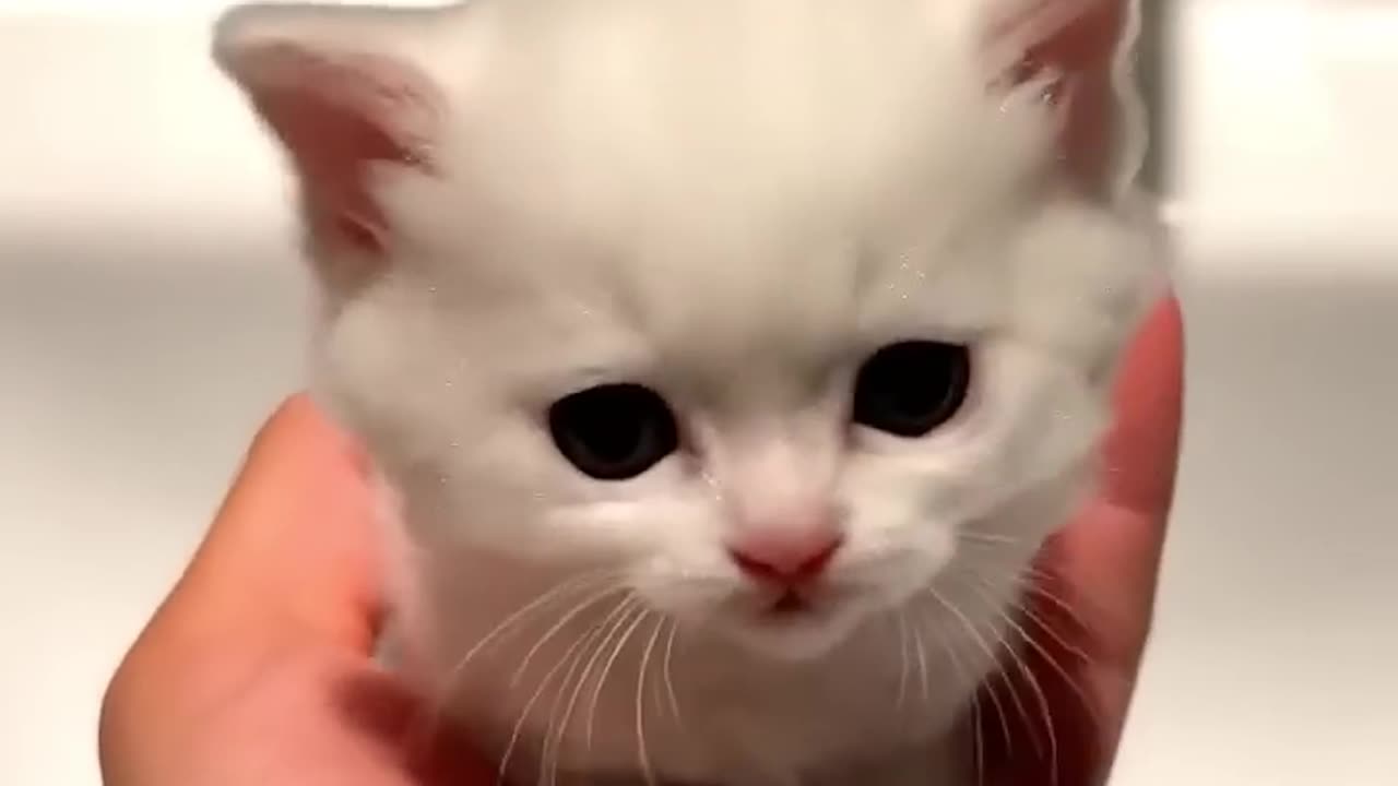 Bubble Kitten 🐾🫧