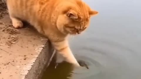 A VERY ACTIVE AND CUTE CAT
