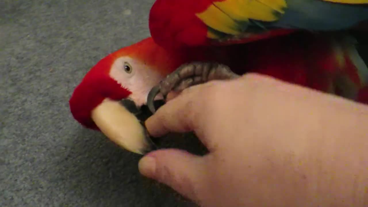 BIRDY WRESTLEMANIA! - PARROT vs GIRL