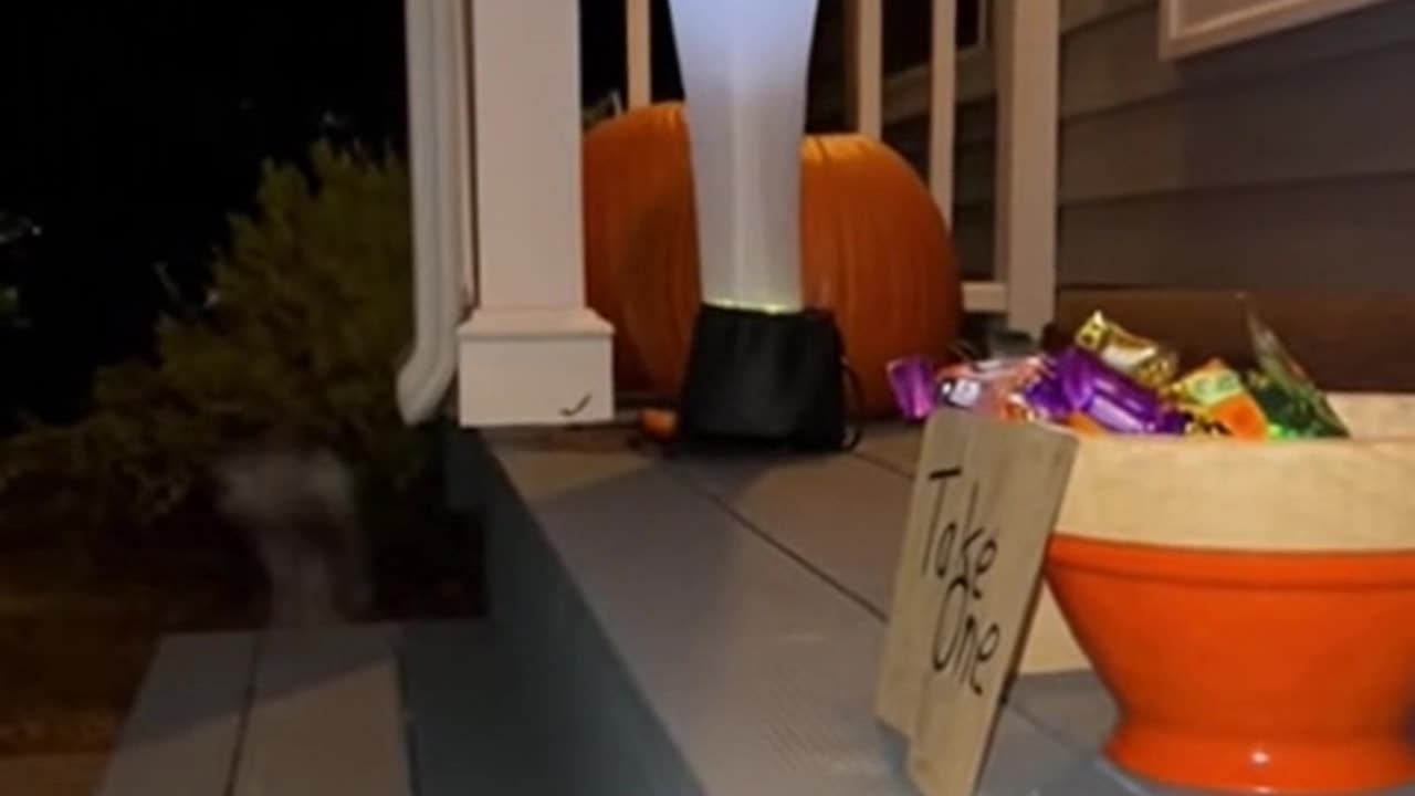 Polite Skunk Follows Halloween Rules! 🦨🎃