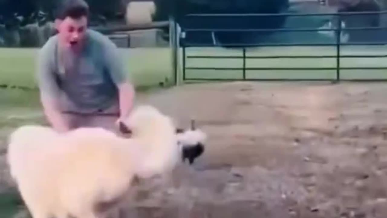 everybody should have chickens