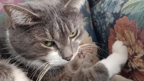 Sprinkles is sick of your ...