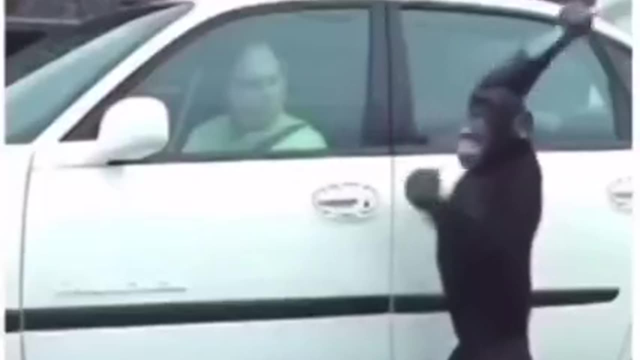 THIS SHOULD COME STANDARD 🐒 ON ALL NEW CAR PURCHASES❗