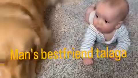 Dog Protector