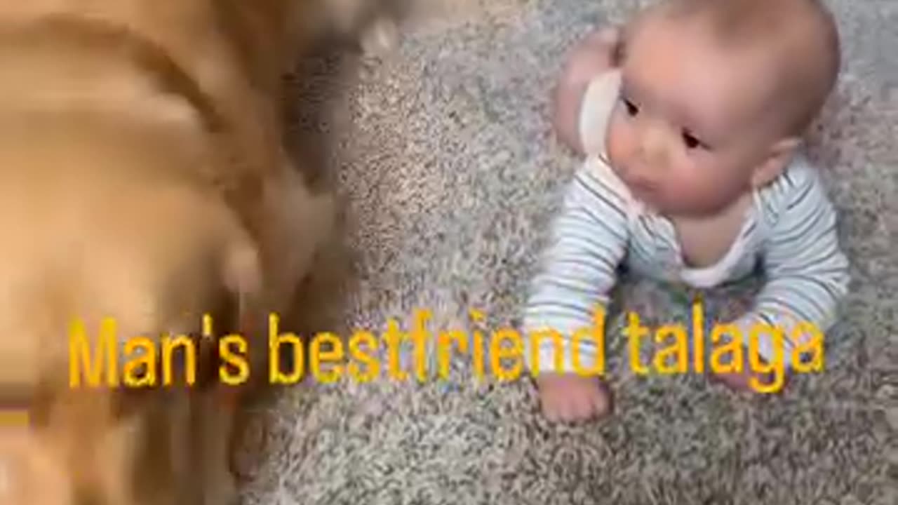 Dog Protector