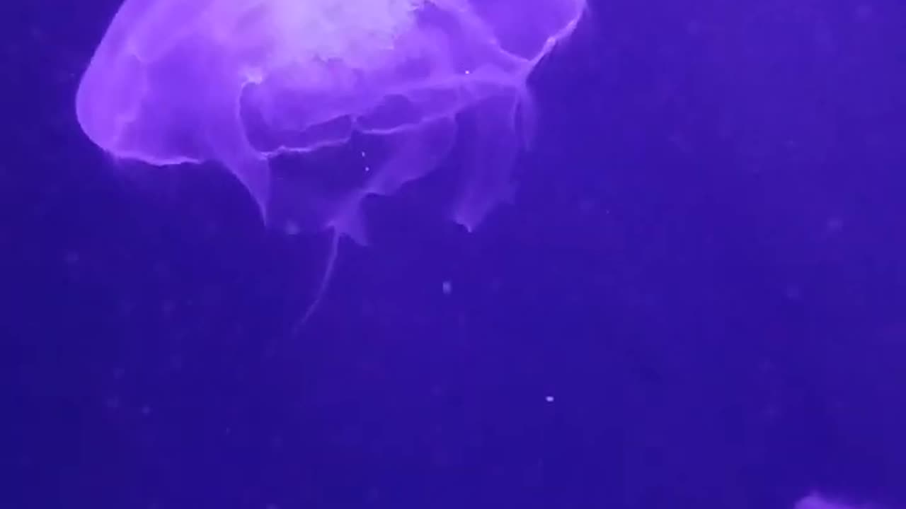 Moon Jelly Fish