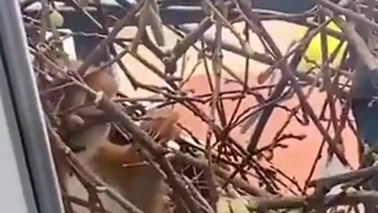 ✨🐿️ Squirrel Builds a Home Outside a Window & Moves Its Family Inside! | FeedMyCuriosity