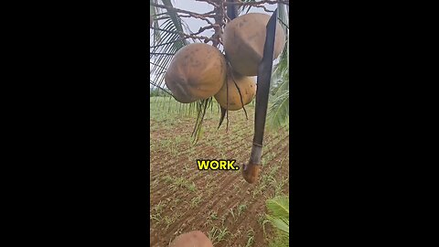 POV Coco Hunting, JACKPOT p1 코코넛 사냥