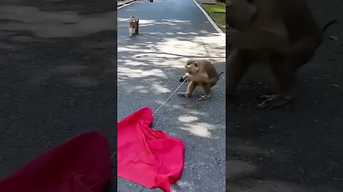 This Monkey Is Funnier Than Most Humans
