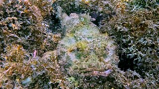 Highly venomous scorpionfish has perfect camouflage