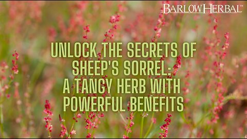 The Health Benefits of Sheep's Sorrel