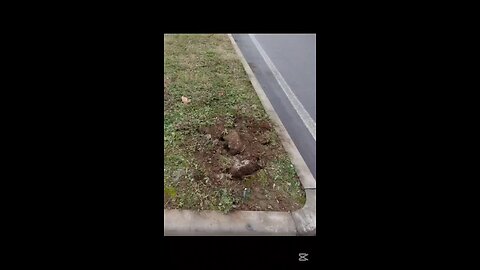 che succede a Magenta?