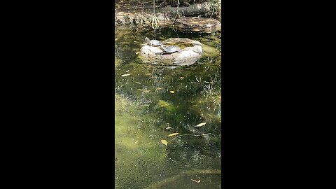 Red-Eared Slider Turtles 🐢 #followme #redearedsliderturtles #trending #viral #shorts