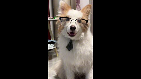 Handsome guy 🐶