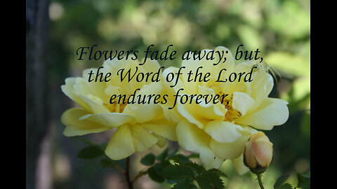 Turn To And Meditate On The Word