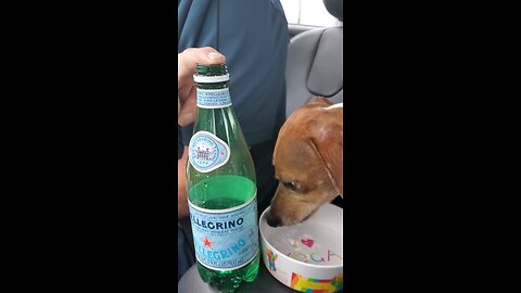 Lucky Has Good Taste!
