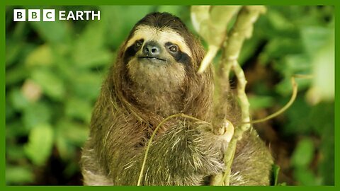 Soothing Sloth ASMR in Brazilian Rainforest Animal ASMR BBC Earth