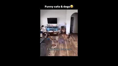 Funny Cats and Dogs