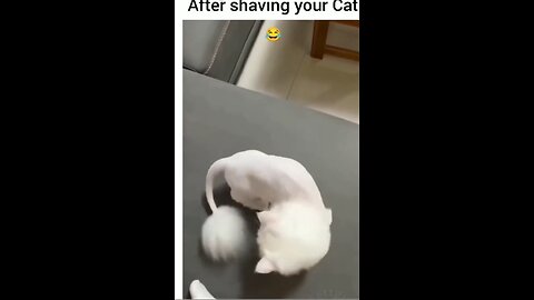 after shaving your cat 🤣