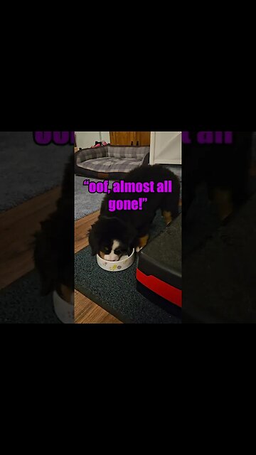 🐕Come meet Rosie the🐕Bernese Mountain Dog Puppy🐕 - Week 8 - Nom Nom Sleepy Time!🏡#cute #cutedog