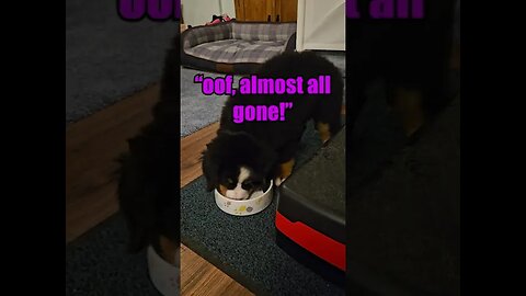 🐕Come meet Rosie the🐕Bernese Mountain Dog Puppy🐕 - Week 8 - Nom Nom Sleepy Time!🏡#cute #cutedog