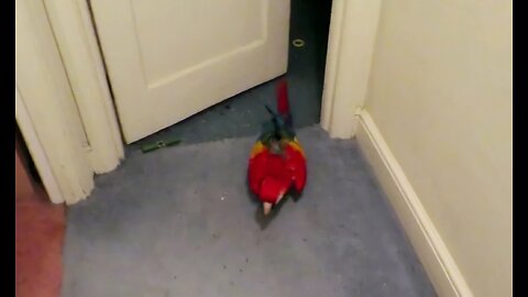 BIRD OPENS BEDROOM DOOR - WALKS DOWN STAIRS FOR DINNER 🍽 😋 🦜