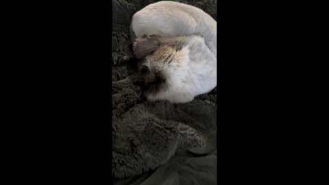 Do Persian Cats Snore? | 4K