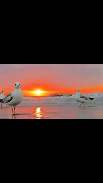 JESUS CHRIST, THE SEEKING SAVIOR - DAILY DEVOTIONAL ❤️