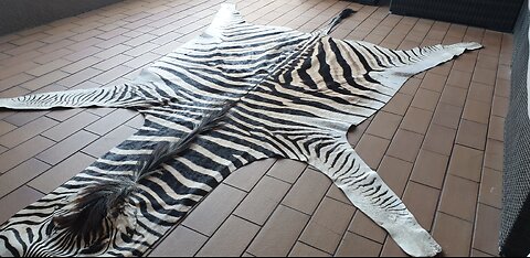 Zebra hide rug skin