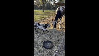 World’s most annoying goat