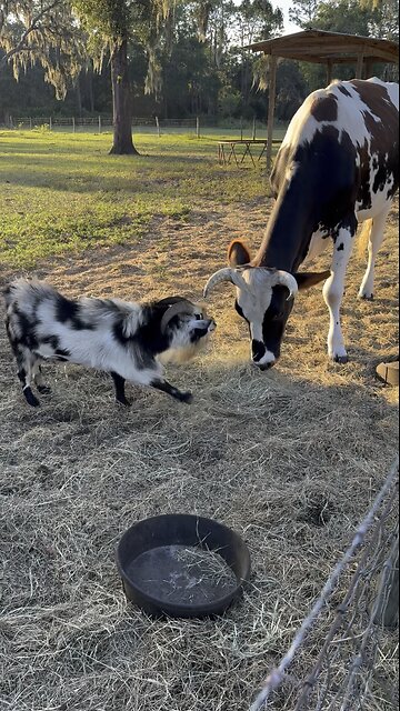 World’s most annoying goat