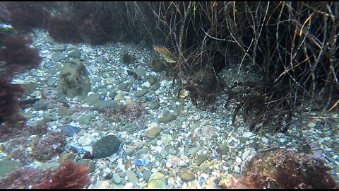 LOBSTER, FISH, HANGOUT Sunset Beauty #chill #relaxation #lobster