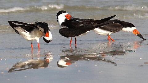 Black Skimmers Preening Along the Shoreline