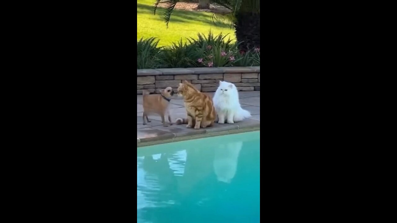 Funny Cat and Dog fight