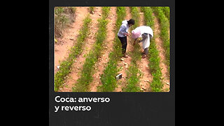 Coca: anverso y reverso