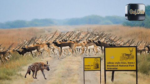 Velavadar blackbuck national park | Velavadar Vlog | Visiting places Near Ahmedabad | One Day aTrip