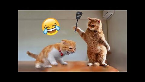 Funniest Cats and Dogs 🐶🐱 | Funny Animal Videos