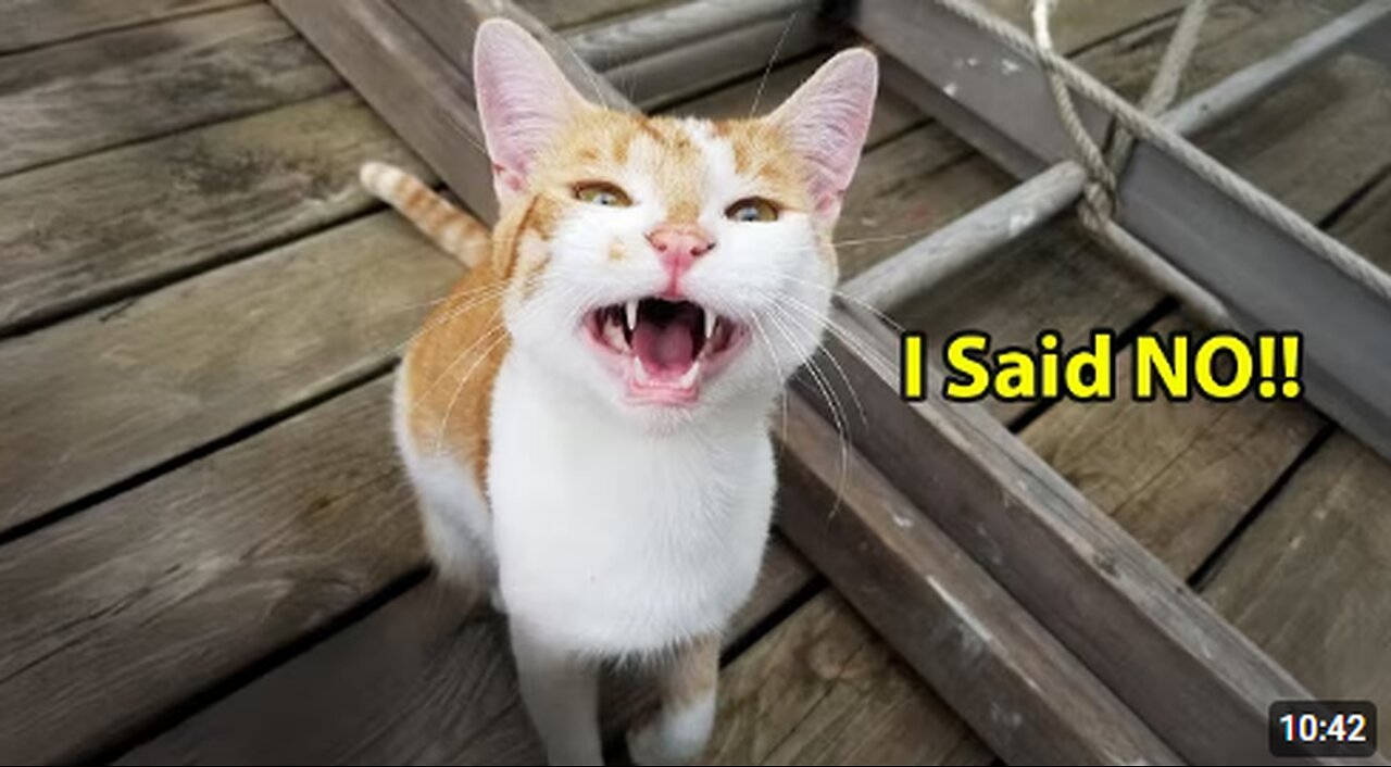 When You Have a Super Talkative Cat 😂 Funny Cat Videos 2025