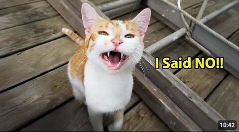 When You Have a Super Talkative Cat 😂 Funny Cat Videos 2025