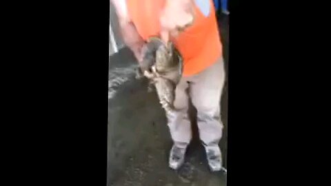 snapping turtle don't mess around!!