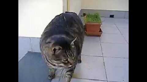 Funny Fat Cat, Fat Cat