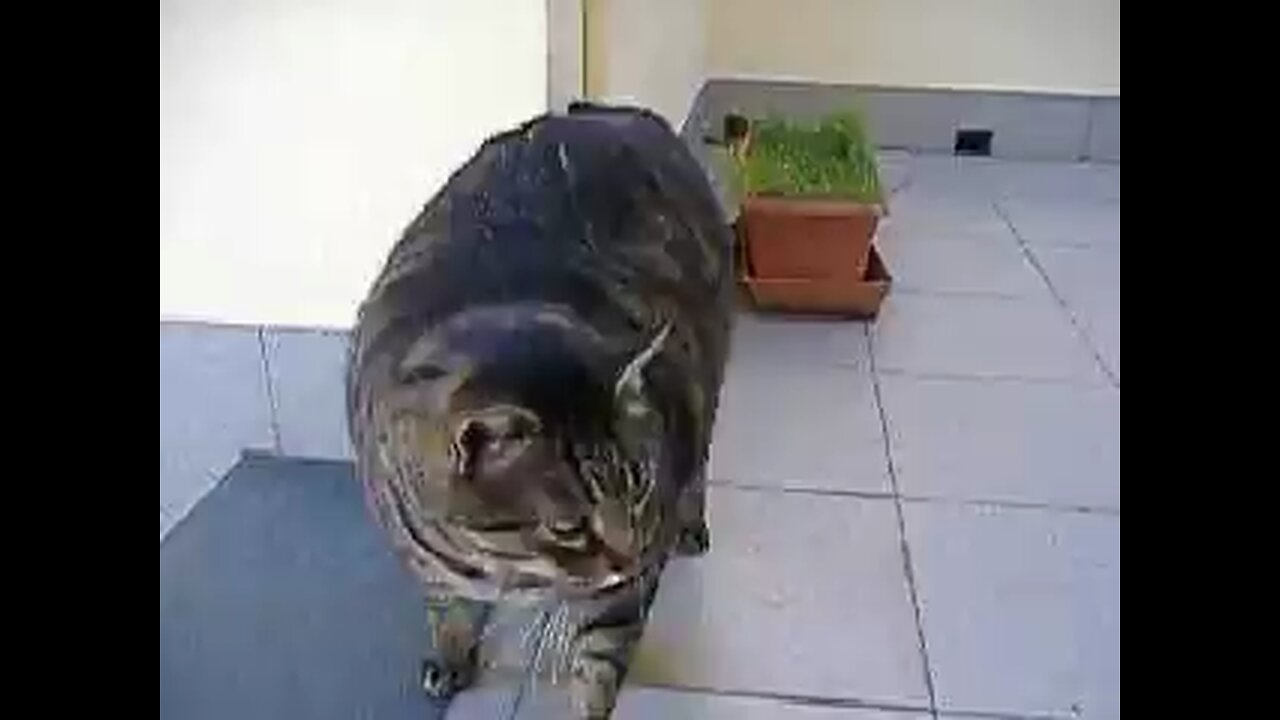 Funny Fat Cat, Fat Cat